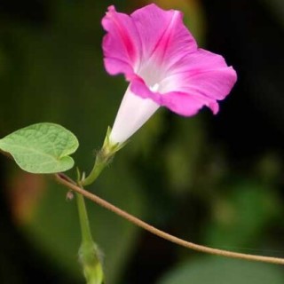 牵牛花种子价格及种植方法,第1图