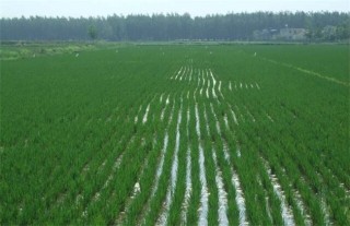 水稻灌溉技术,第1图