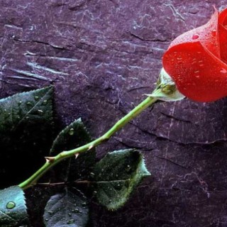红玫瑰花语与不同朵数代表的意思,第4图