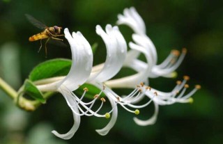 金银花什么时候开花？,第2图