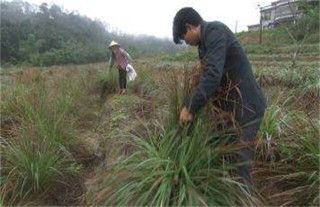 香茅草的种植方法,第4图