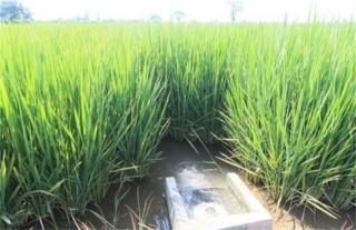 水稻灌溉技术,第4图