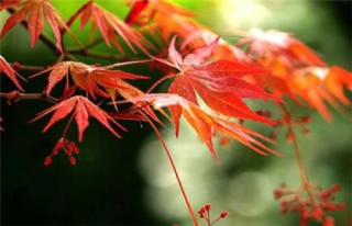 红枫盆景怎么摘叶，这样做观赏性超高！,第3图