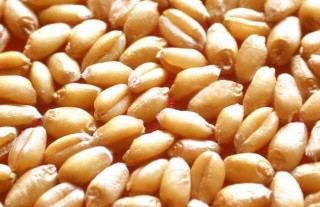 小麦种子价格及种植方法,第2图