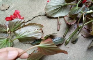海棠花扦插繁殖方法,第2图