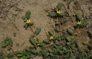 蒺藜的种植技术,第3图