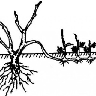 花木压条繁殖技术,第1图