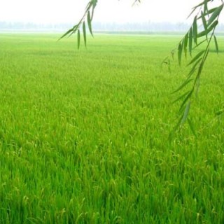 水稻中后期优质高产管理五措施,第3图