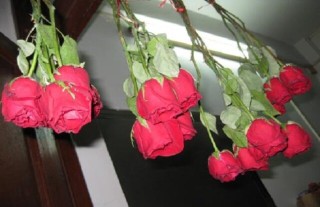 玫瑰干花制作方法,第1图
