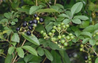 乌蔹莓的栽培技术,第2图