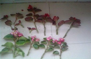 海棠花扦插繁殖方法,第4图