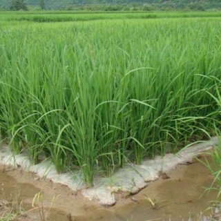 水稻中后期优质高产管理五措施,第2图