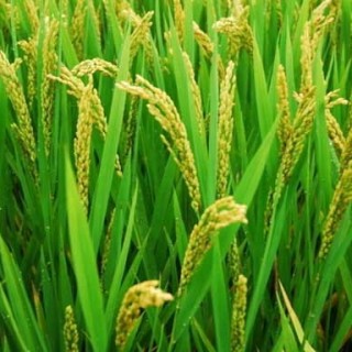 水稻中后期优质高产管理五措施,第6图