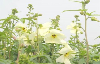 金花葵的栽培技术,第2图