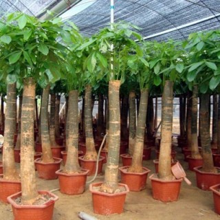 发财树种植和养护管理技术,第3图