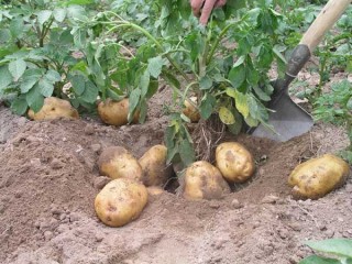 马铃薯种植施肥技术,第1图