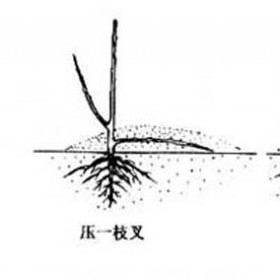 花木压条繁殖技术,第4图