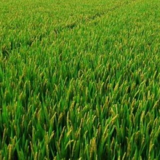 水稻抽穗结实期的田间管理,第1图