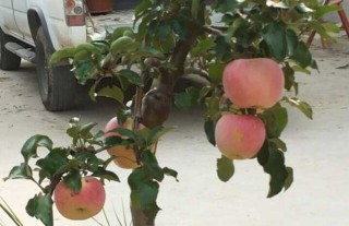 苹果盆景制作与养护(2),第4图