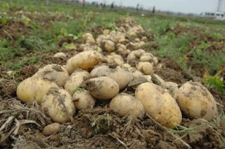 马铃薯高产栽培种植技术,第9图