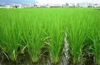 水稻灌溉技术,第3图
