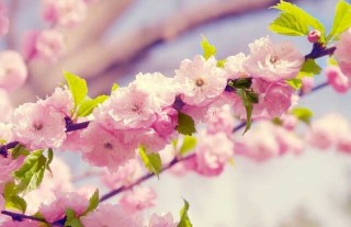 樱花的花语和传说,第2图
