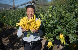 佛手怎么繁殖,第4图