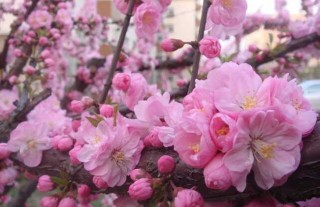 樱花的花语和传说,第3图