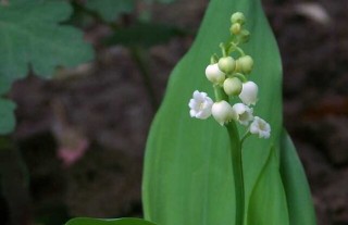 铃兰的花语和传说,第1图