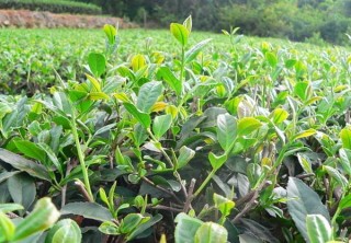 茶树栽植的茶籽直播和茶苗移栽技术,第3图