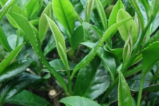 矮化密植茶园的种植管理技术,第4图