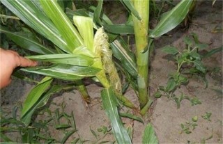 玉米分蘖原因及防治方法,第1图