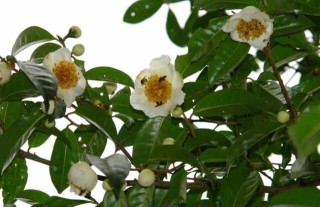 茶树种子繁殖技术,第1图