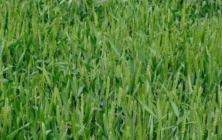 小麦田主要除草剂及使用方法(3),第5图