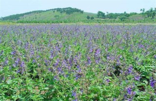 黄芩种植技术,第2图