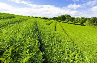 茶叶种植的注意事项,第2图
