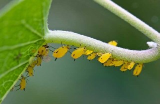 蚜虫的危害及防治,第1图