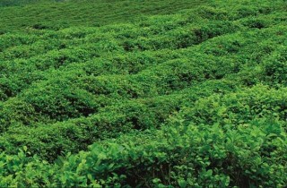 无公害茶叶种植技术,第5图