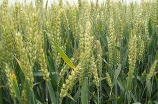小麦的高产种植技术,第2图