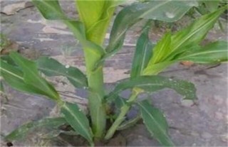 玉米分蘖原因及防治方法,第3图