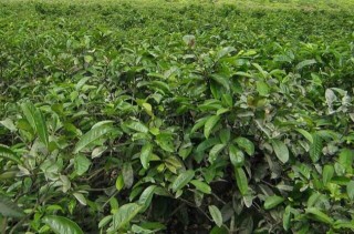 茶树种植中茶芽瘿蚊的防控技术,第1图