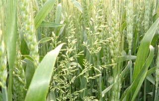 小麦田主要除草剂及使用方法,第3图