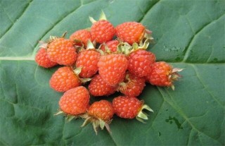 野草莓该怎么种,第2图