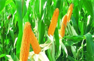 玉米的种植方法,第1图