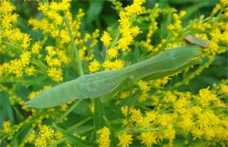 一枝黄花常见病虫害的防治方法,第4图