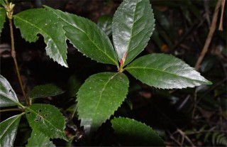 肿节风的种植技术,第1图