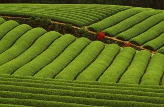 矮化密植茶园的种植管理技术,第2图