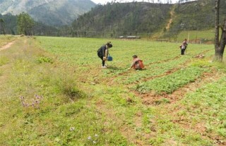 玛卡的种植条件,第2图