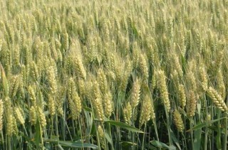 如何防治小麦播种期的病虫害技术,第2图