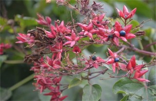 常山的种植技术,第1图